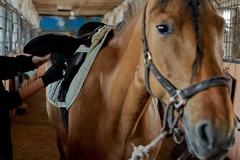 Sottosella per Cavallo: Come Usarlo e Come Pulirlo